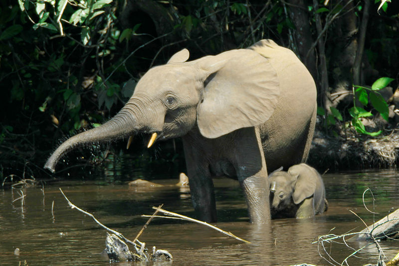 Waldelefanten im Kongobecken